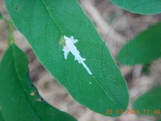 Parectopa robiniella_мина_июль